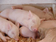 pig.jpg